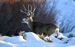 Preview wallpaper deer, horns, animal, wildlife, snow, winter