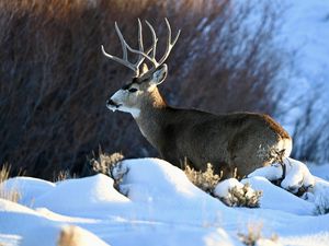 Preview wallpaper deer, horns, animal, wildlife, snow, winter