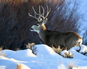 Preview wallpaper deer, horns, animal, wildlife, snow, winter