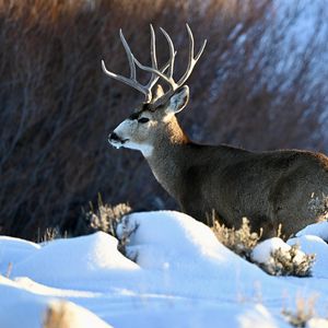 Preview wallpaper deer, horns, animal, wildlife, snow, winter