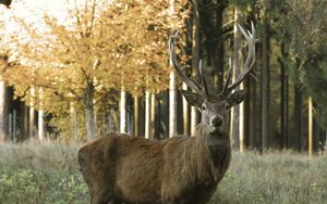Preview wallpaper deer, horns, animal, wildlife, trees