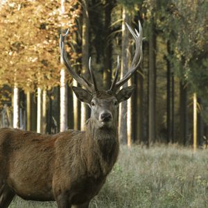 Preview wallpaper deer, horns, animal, wildlife, trees