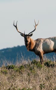 Preview wallpaper deer, horns, animal, wild