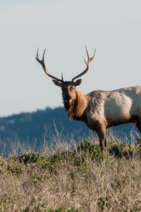 Preview wallpaper deer, horns, animal, wild