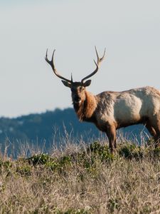 Preview wallpaper deer, horns, animal, wild