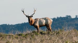 Preview wallpaper deer, horns, animal, wild