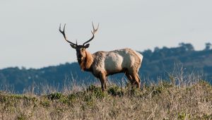 Preview wallpaper deer, horns, animal, wild