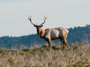 Preview wallpaper deer, horns, animal, wild