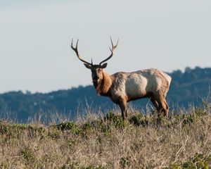 Preview wallpaper deer, horns, animal, wild