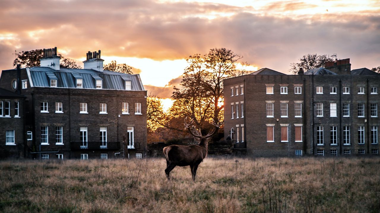 Wallpaper deer, horns, buildings, sunset, grass