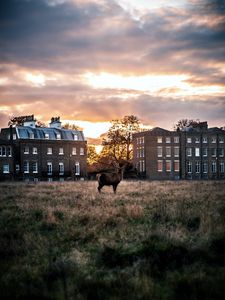 Preview wallpaper deer, horns, buildings, sunset, grass