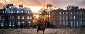 Preview wallpaper deer, horns, buildings, sunset, grass