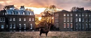 Preview wallpaper deer, horns, buildings, sunset, grass