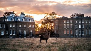 Preview wallpaper deer, horns, buildings, sunset, grass