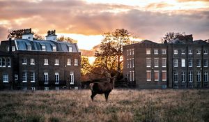 Preview wallpaper deer, horns, buildings, sunset, grass