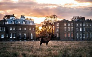 Preview wallpaper deer, horns, buildings, sunset, grass