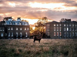 Preview wallpaper deer, horns, buildings, sunset, grass