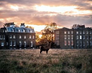 Preview wallpaper deer, horns, buildings, sunset, grass