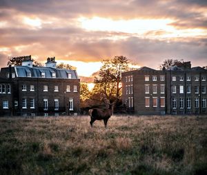 Preview wallpaper deer, horns, buildings, sunset, grass