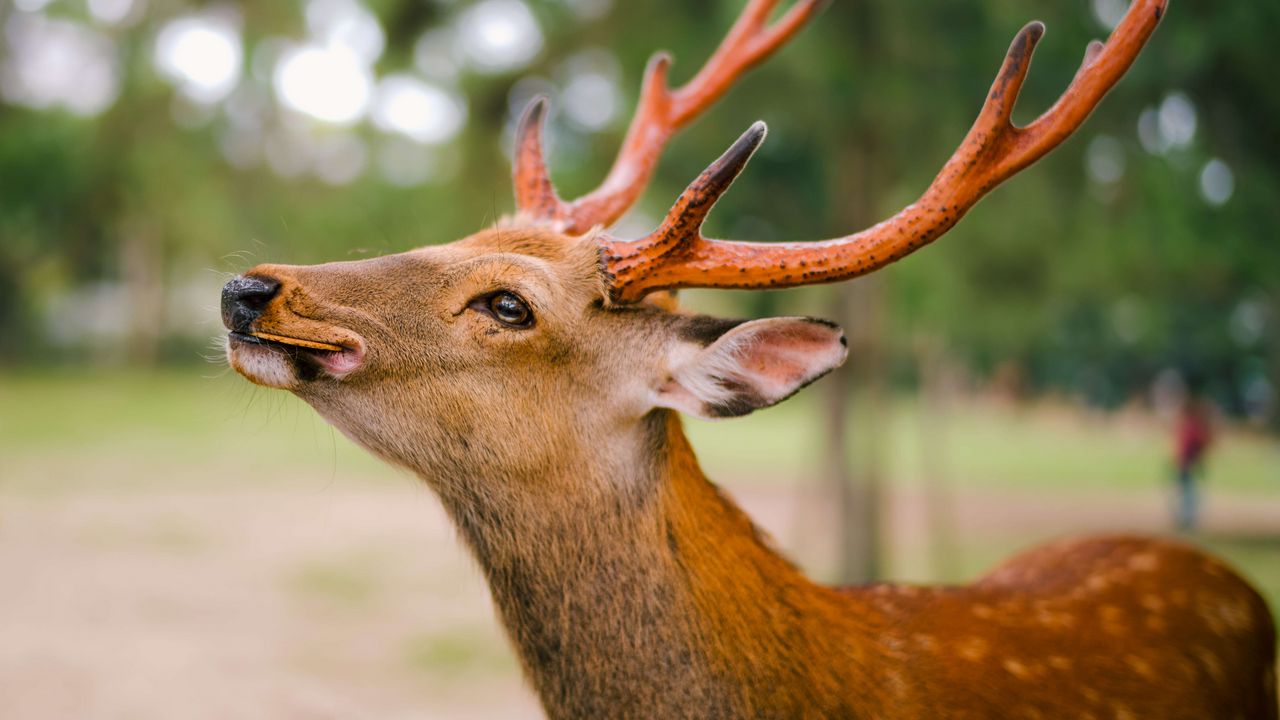Wallpaper deer, horns, cookies, animal