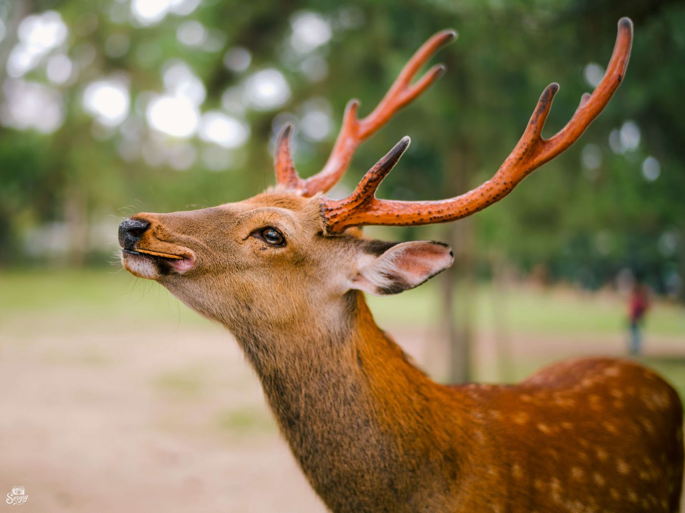 1400x1050 Wallpaper deer, horns, cookies, animal