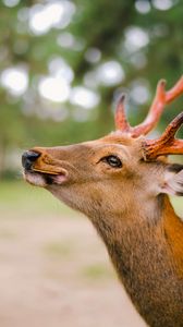 Preview wallpaper deer, horns, cookies, animal