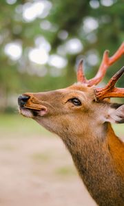 Preview wallpaper deer, horns, cookies, animal