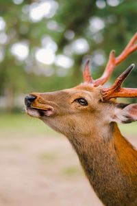 Preview wallpaper deer, horns, cookies, animal