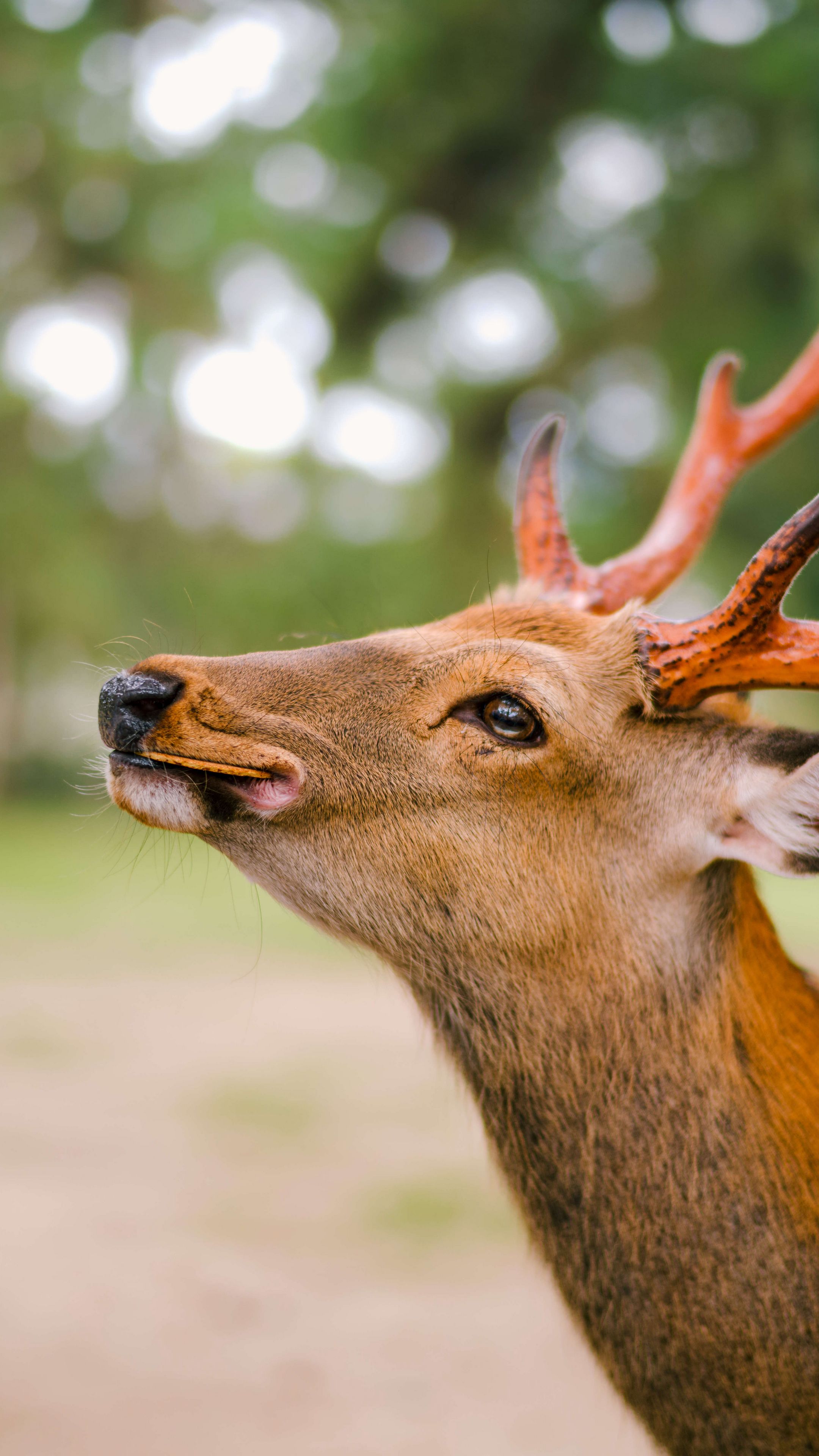2160x3840 Wallpaper deer, horns, cookies, animal