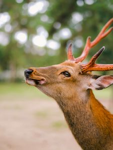 Preview wallpaper deer, horns, cookies, animal