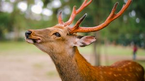 Preview wallpaper deer, horns, cookies, animal