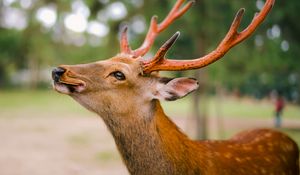 Preview wallpaper deer, horns, cookies, animal