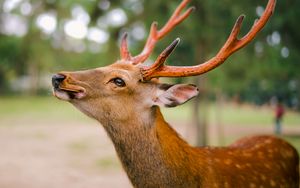 Preview wallpaper deer, horns, cookies, animal