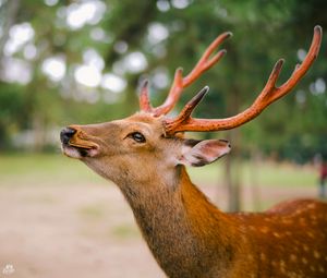 Preview wallpaper deer, horns, cookies, animal