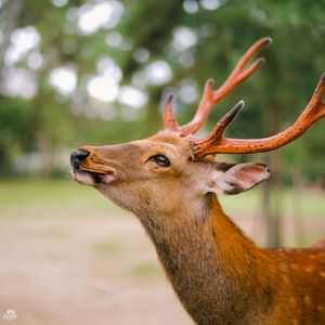 Preview wallpaper deer, horns, cookies, animal