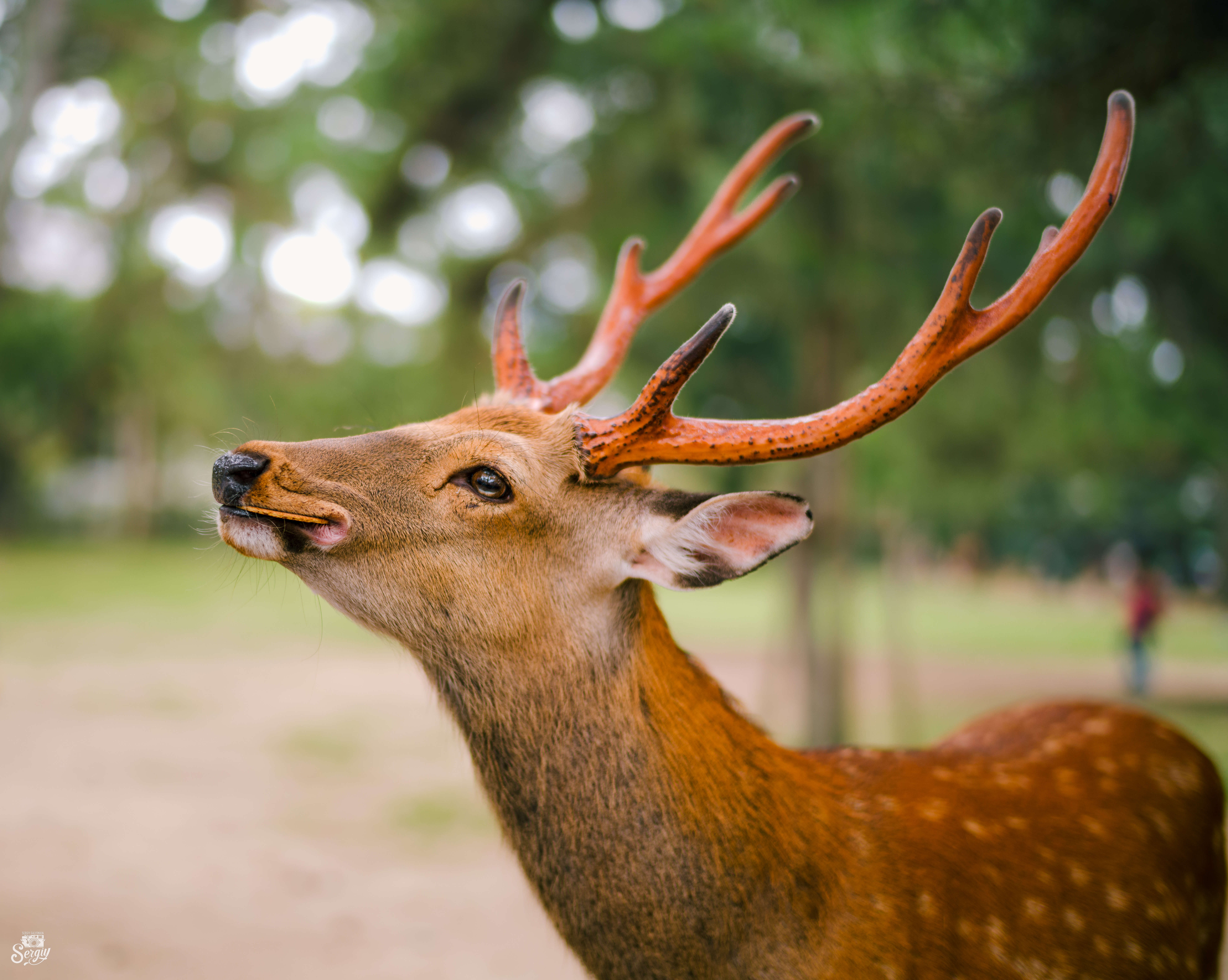 7928x6328 Wallpaper deer, horns, cookies, animal