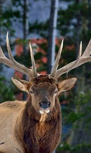Preview wallpaper deer, horns, eyes, forest