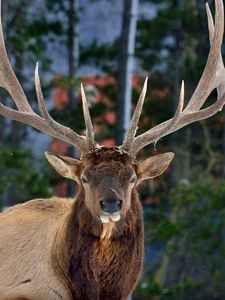 Preview wallpaper deer, horns, eyes, forest