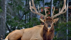 Preview wallpaper deer, horns, eyes, forest