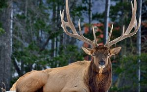 Preview wallpaper deer, horns, eyes, forest