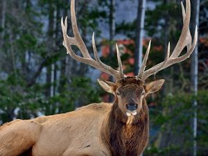 Preview wallpaper deer, horns, eyes, forest