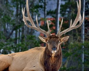 Preview wallpaper deer, horns, eyes, forest