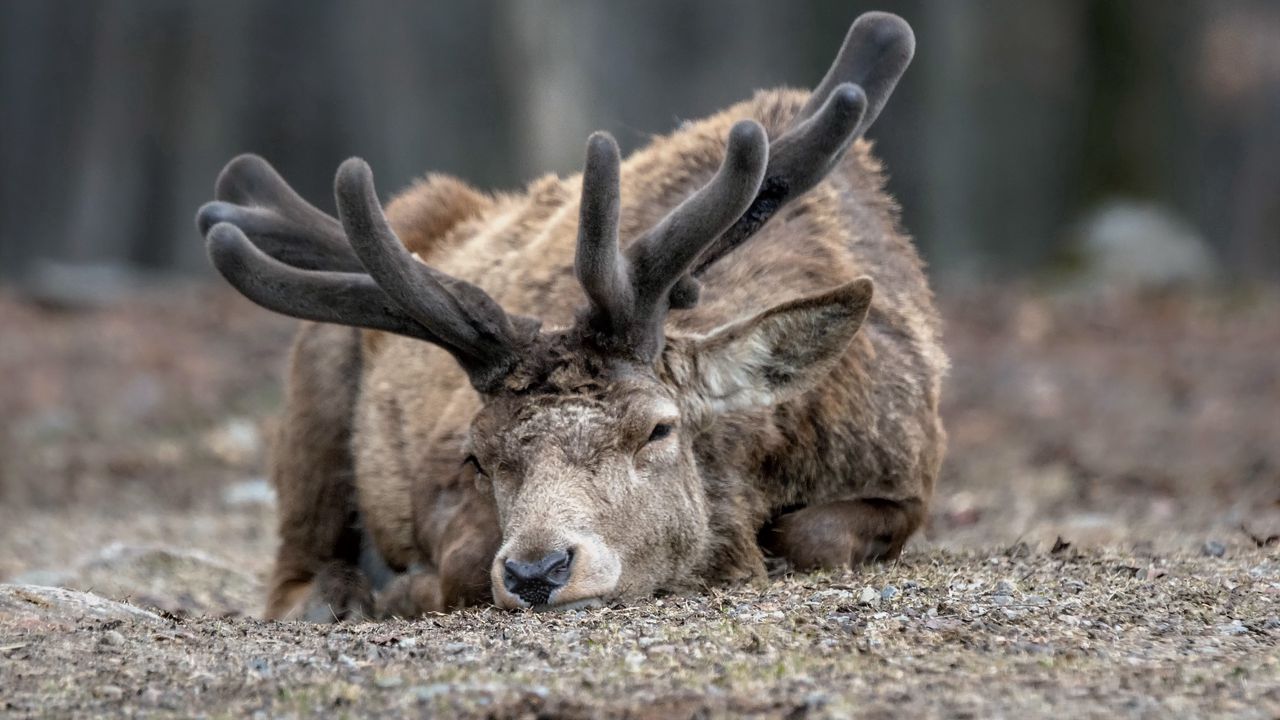 Wallpaper deer, horns, face, eyes