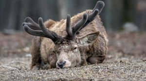 Preview wallpaper deer, horns, face, eyes