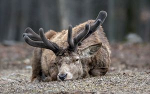 Preview wallpaper deer, horns, face, eyes