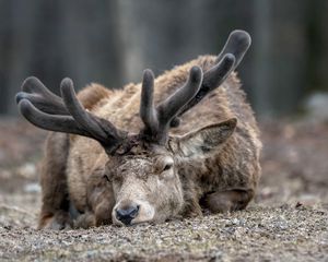 Preview wallpaper deer, horns, face, eyes