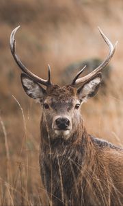 Preview wallpaper deer, horns, glance, grass