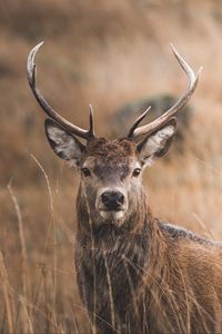 Preview wallpaper deer, horns, glance, grass