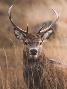 Preview wallpaper deer, horns, glance, grass