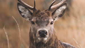 Preview wallpaper deer, horns, glance, grass